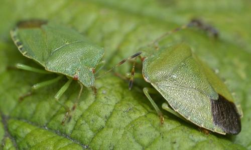 Palomena prasina